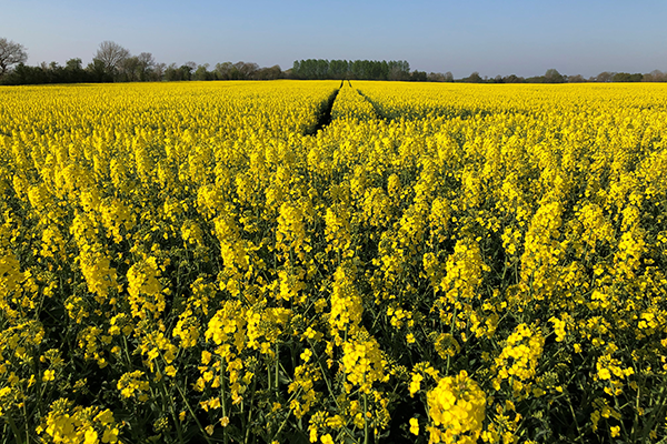 Blomstrende rapsmark